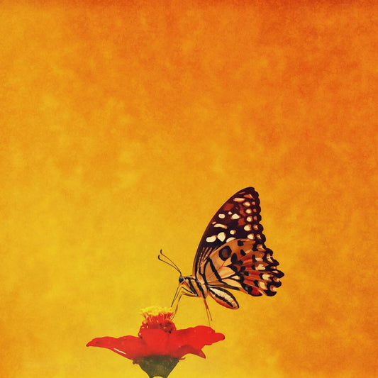 A Butterfly on a Flower