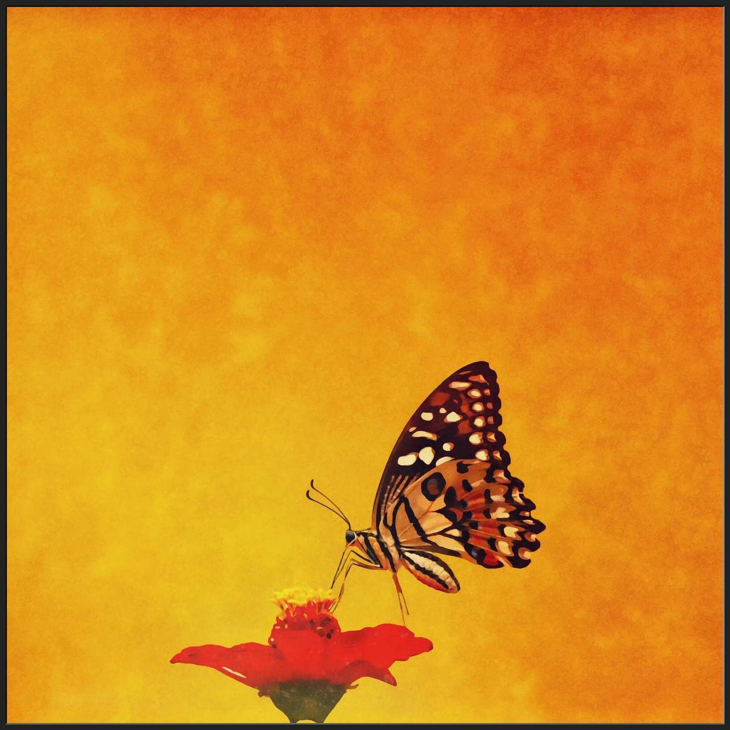 A Butterfly on a Flower