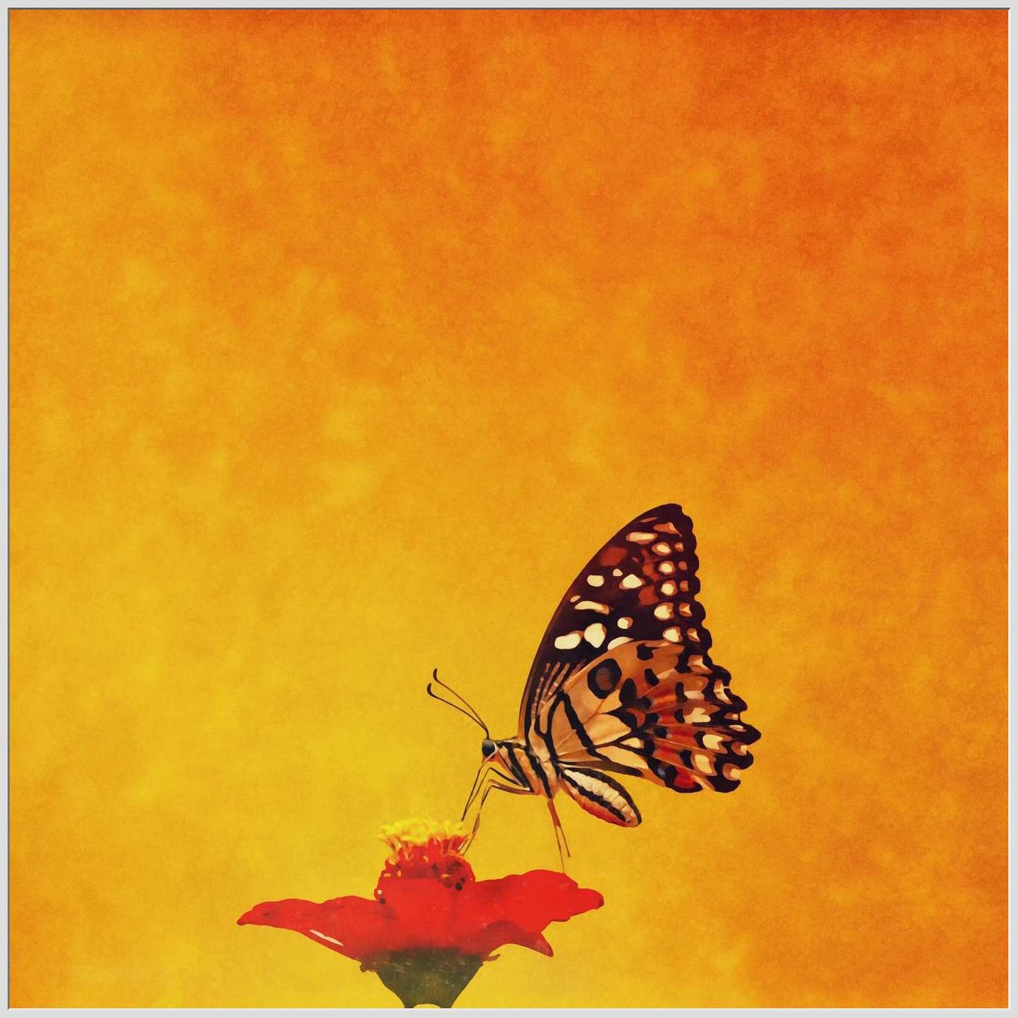 A Butterfly on a Flower