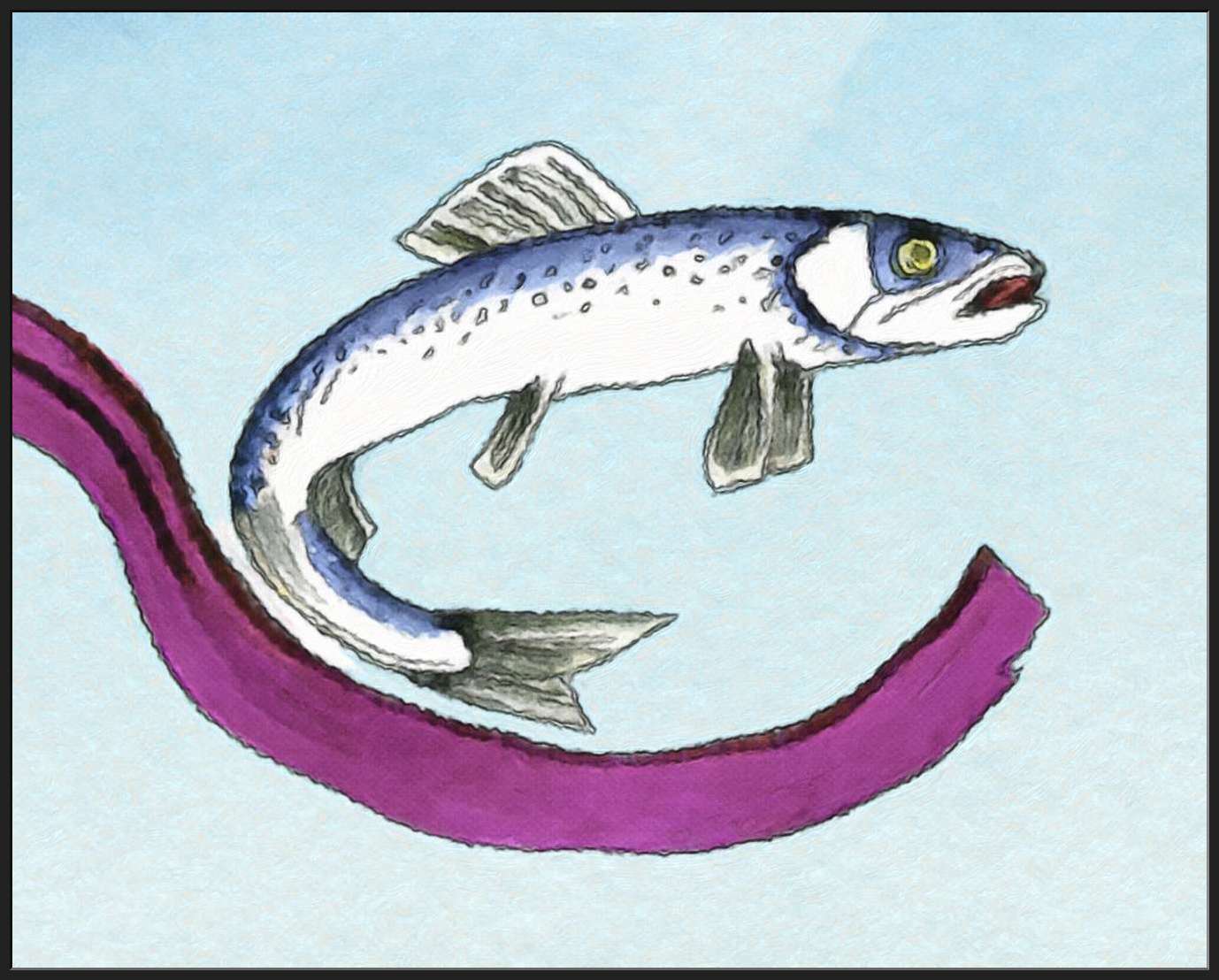 A Herring
