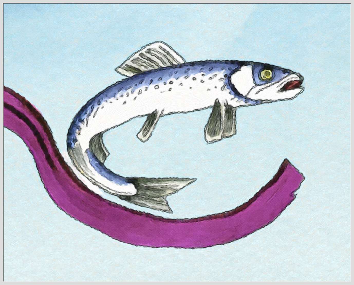 A Herring