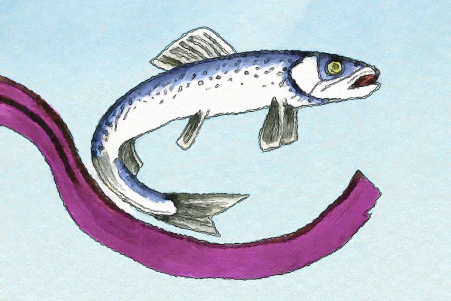 A Herring