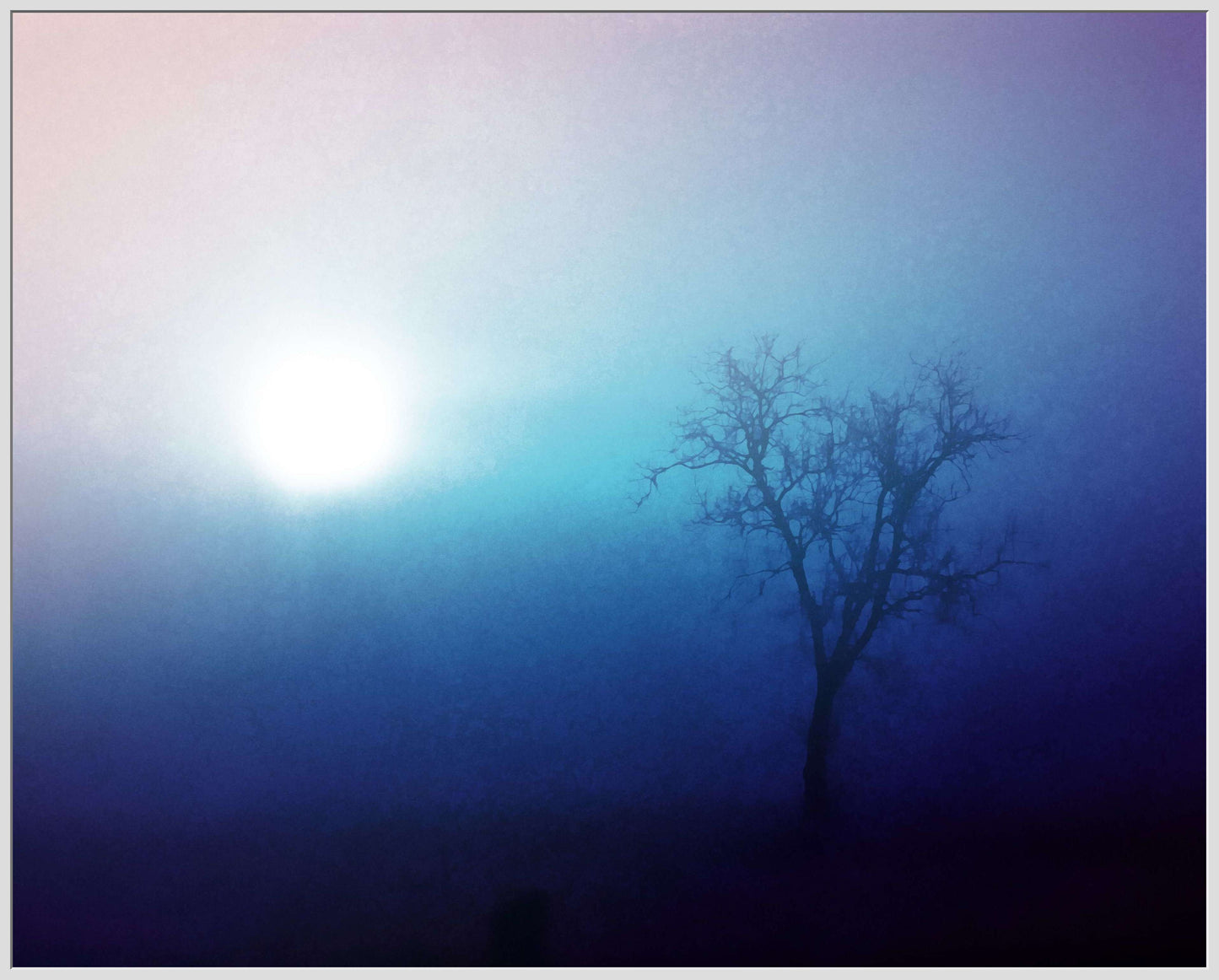 A Tree in the Winter Sun