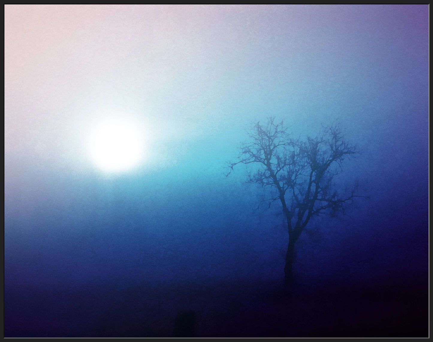 A Tree in the Winter Sun