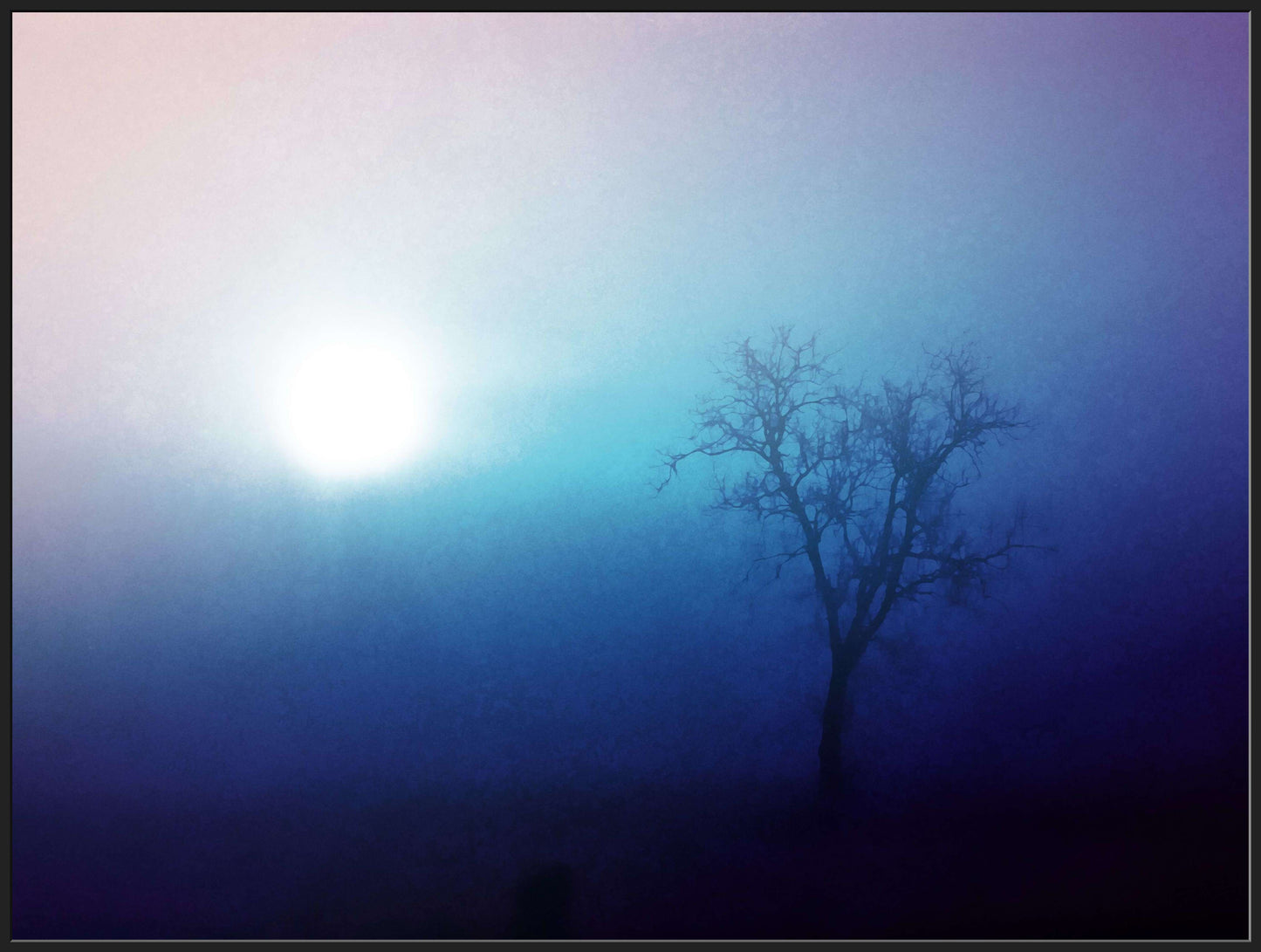 A Tree in the Winter Sun