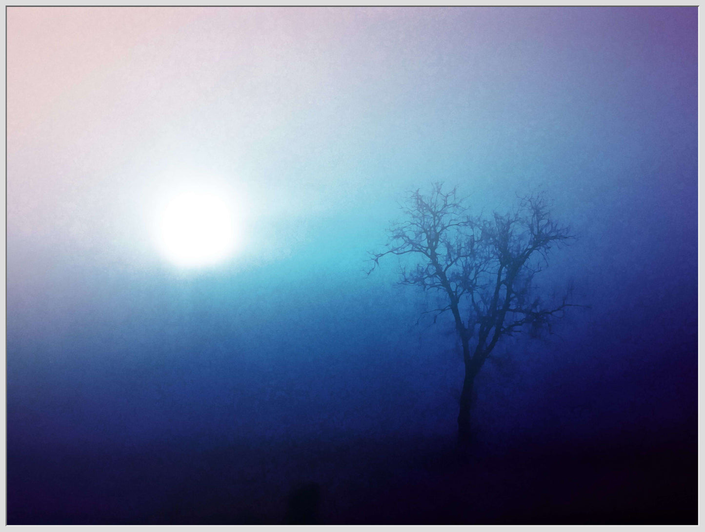 A Tree in the Winter Sun