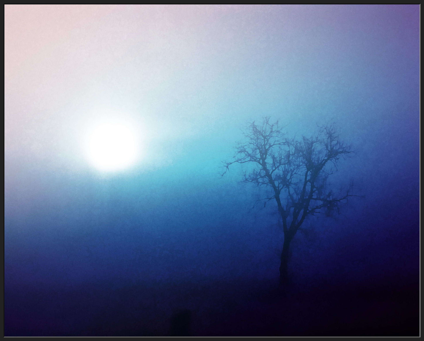 A Tree in the Winter Sun